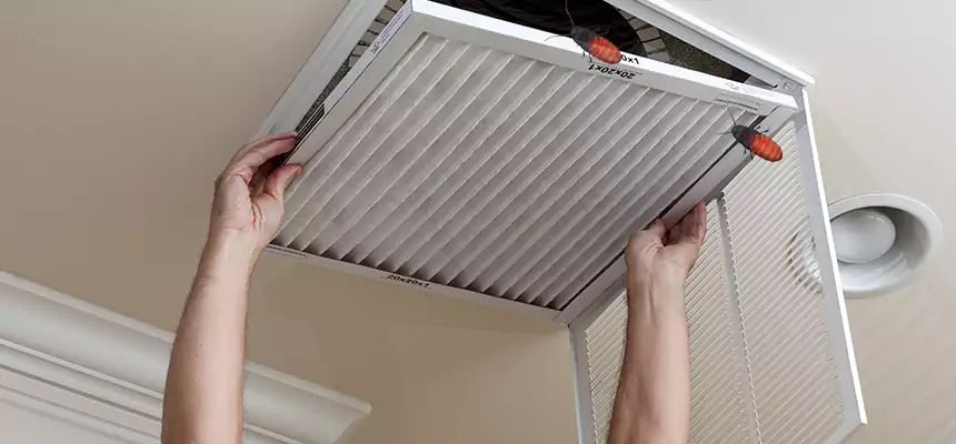 Our Insect Removal from Air Ducts Services in Sachse, TX