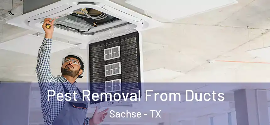  Pest Removal From Ducts Sachse - TX